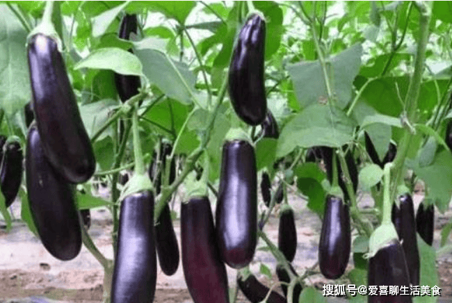 茄子吃吃有什么好处_茄子吃了对身体好不好_