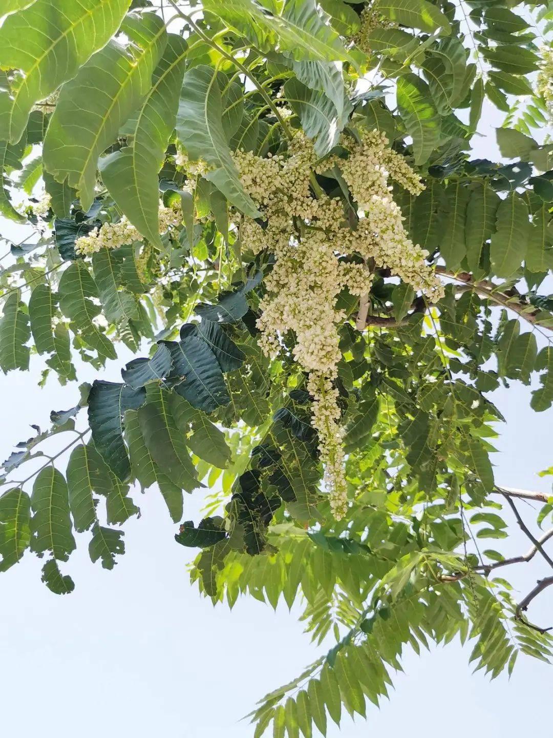 香椿也能开花结果