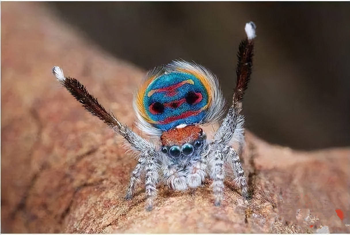 女子发现一只"人脸蜘蛛",口红眼影都有,专家解读这种蜘蛛毒性