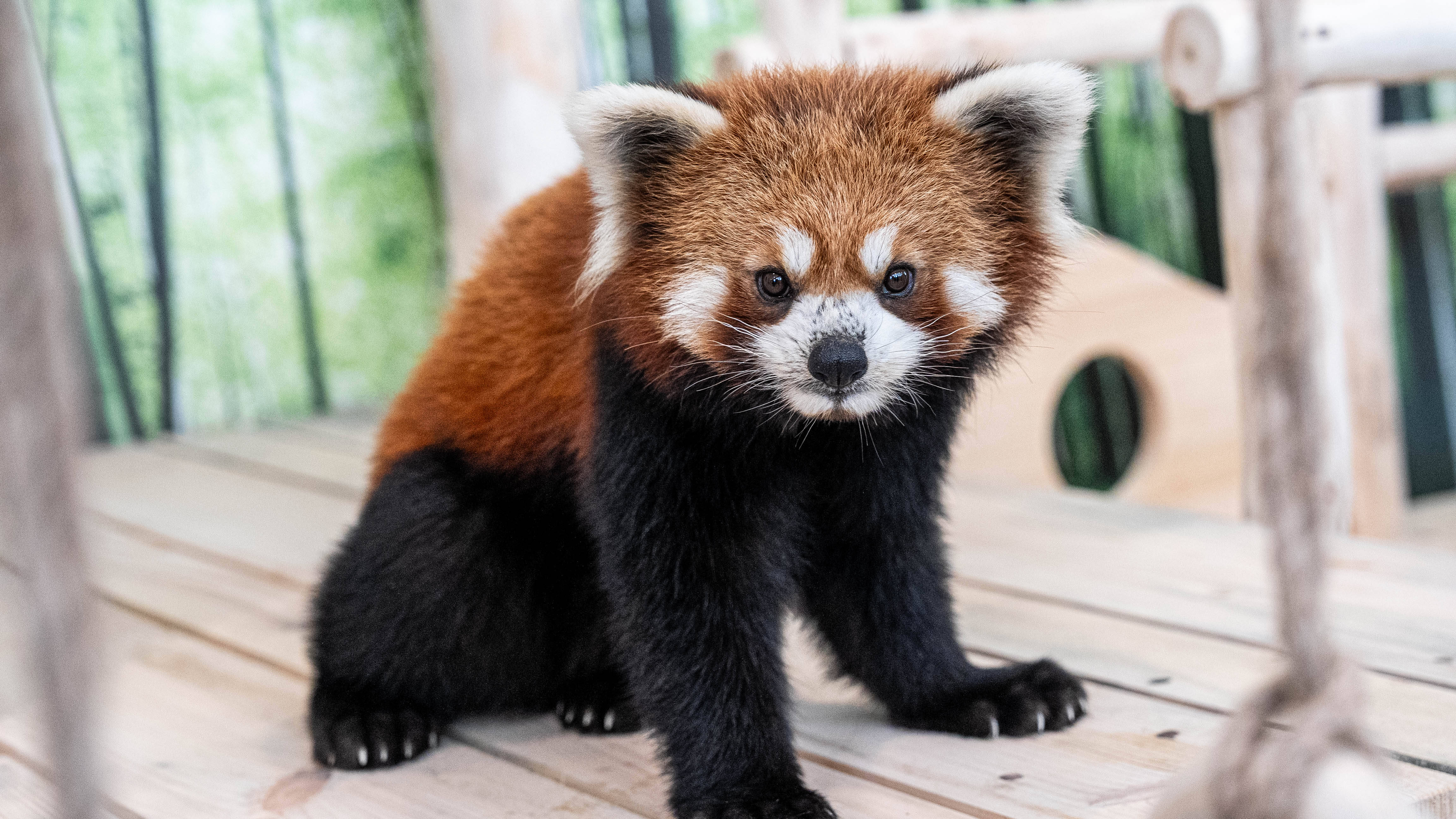 小熊猫 c8262ac4e712703a985422b6789d7e
