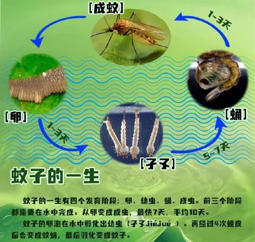  为什么佛山的蚊子厉害(广东蚊子基孔肯雅热症状)