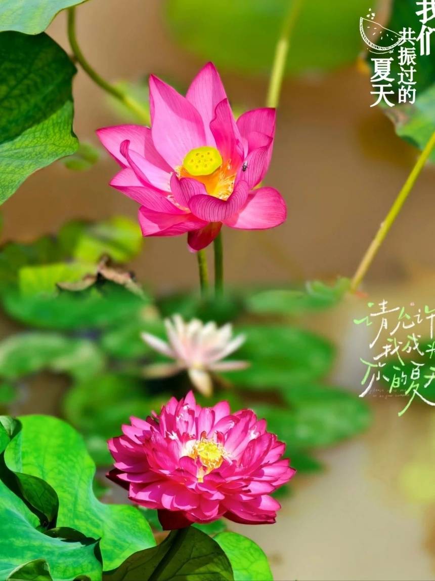 蓬莱夏天热不热__蓬莱夏天最高气温多少度