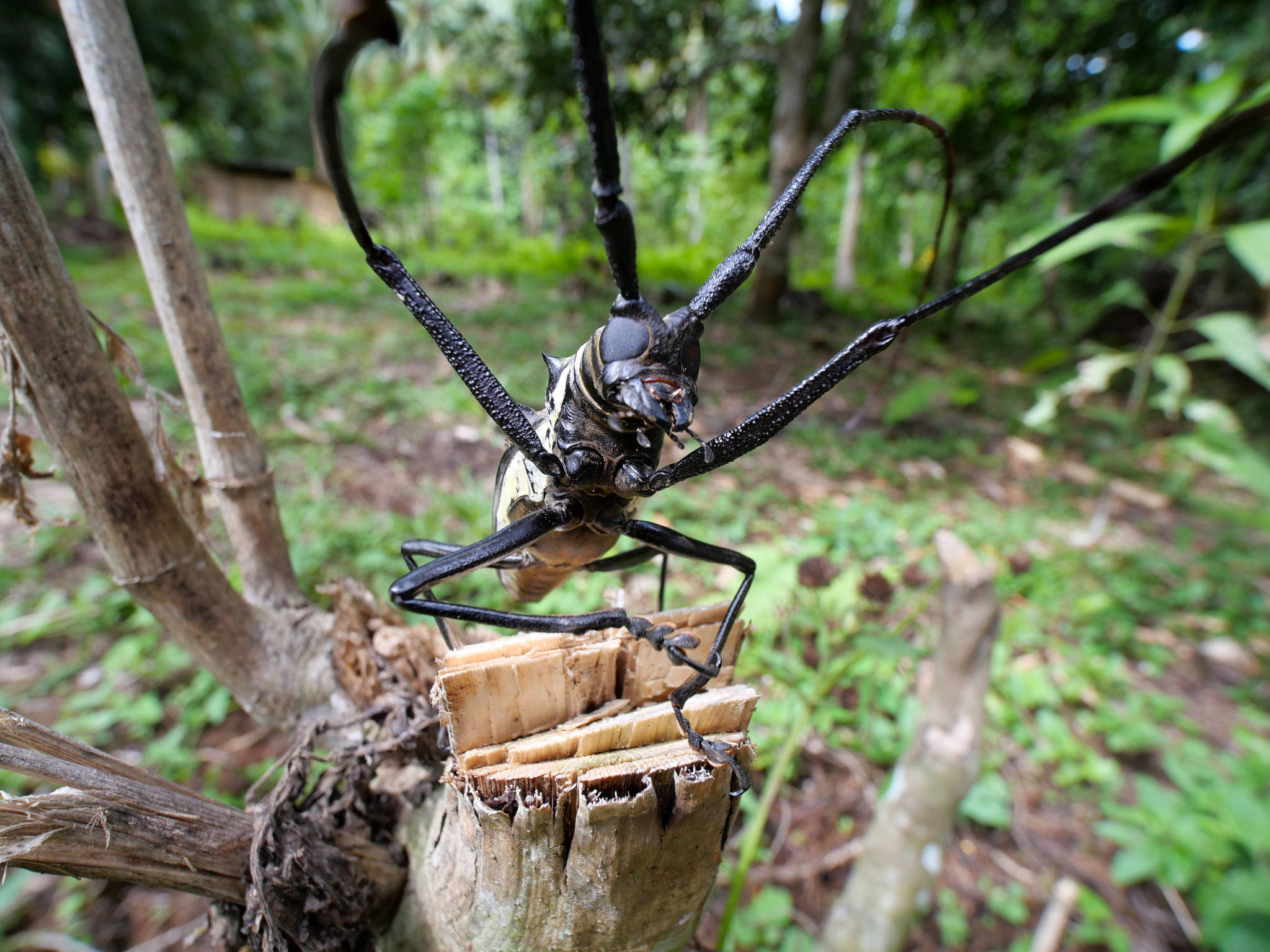 距"冥界之花"发现地仅200米,哀牢山西南地区"最大天牛"是啥?