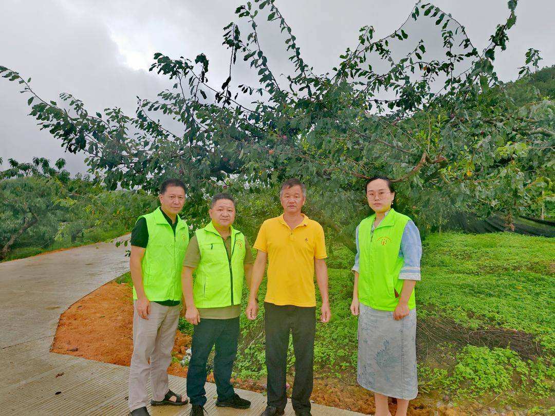 雨落桃殇:闽侯洋里乡果农泣血盼望好心人买桃