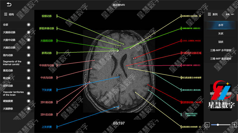 三维可视化 交互操作:解析口腔解剖虚拟仿真教学系统中