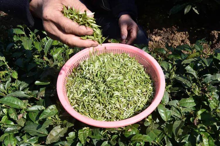 全国各地的茶叶_家乡名茶_