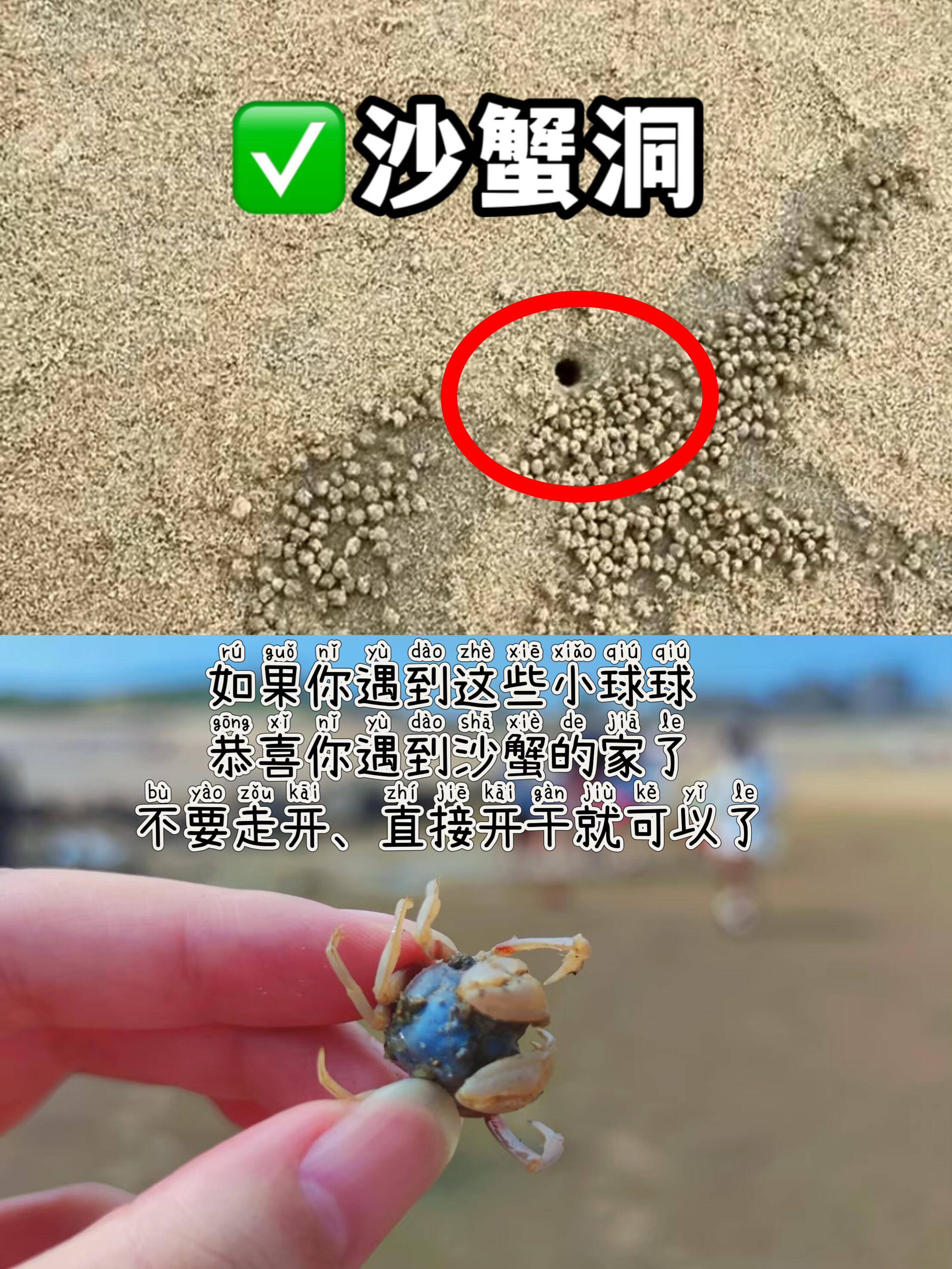 📍蛏子→ 往沙洞撒盐就会冒头📍海星→ 退潮后的礁石区📍蛤蜊