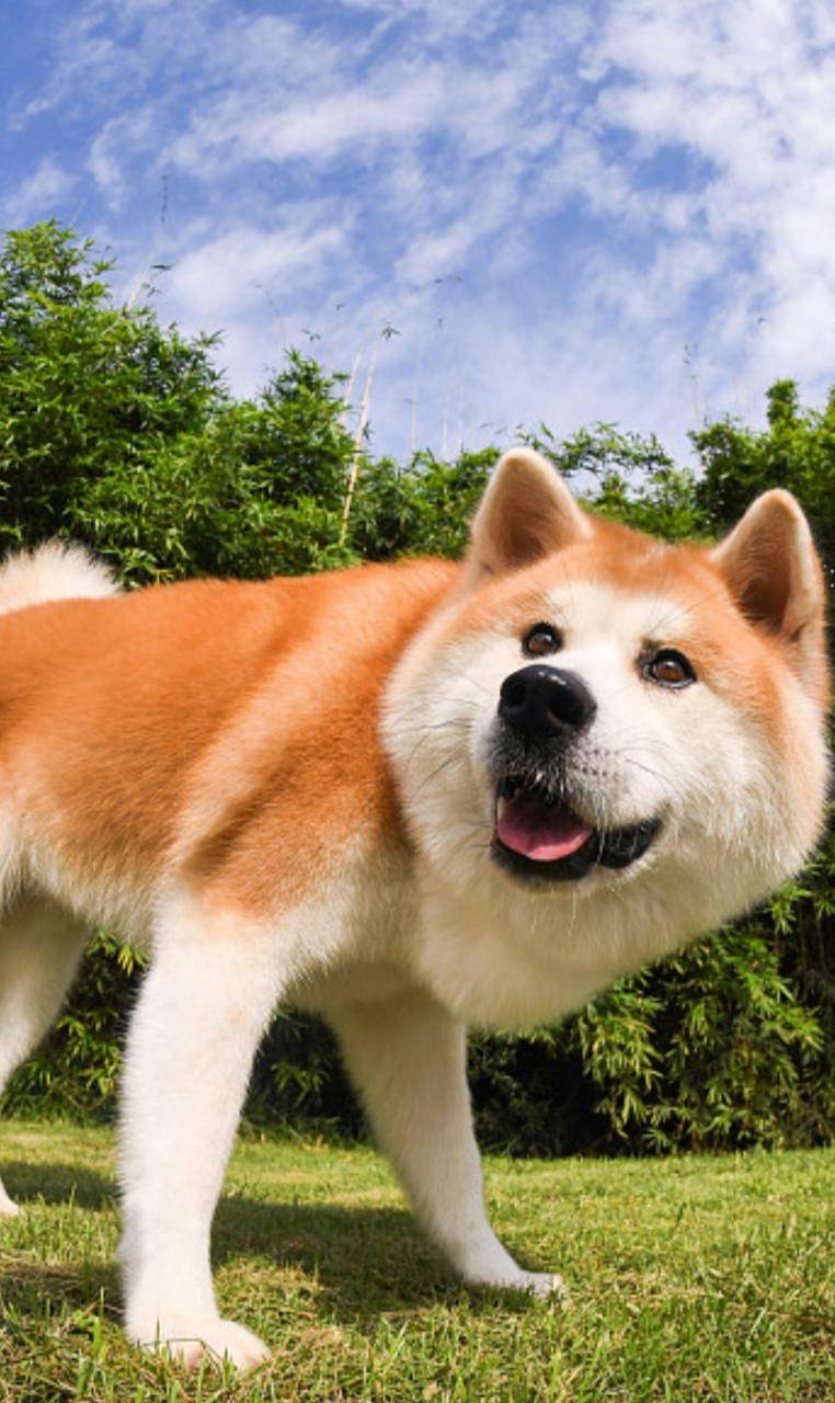 秋田犬有异食癖吃什么狗粮?什么牌子的狗粮好?