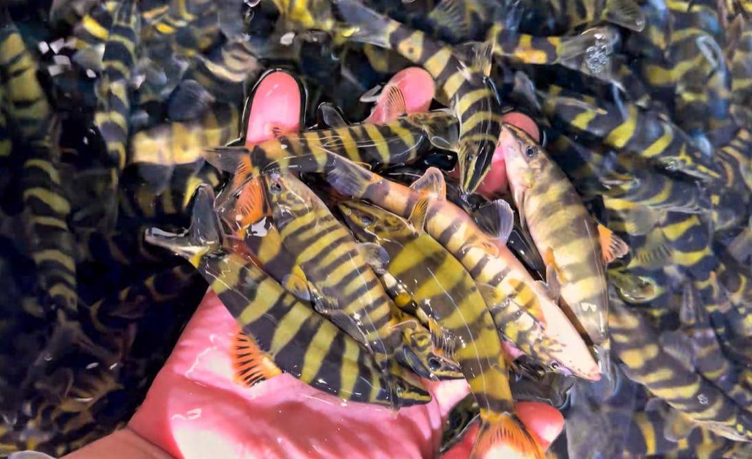 重庆男子展示一盆玄鱼,古代传说中的神鱼?据说能卖800一斤!