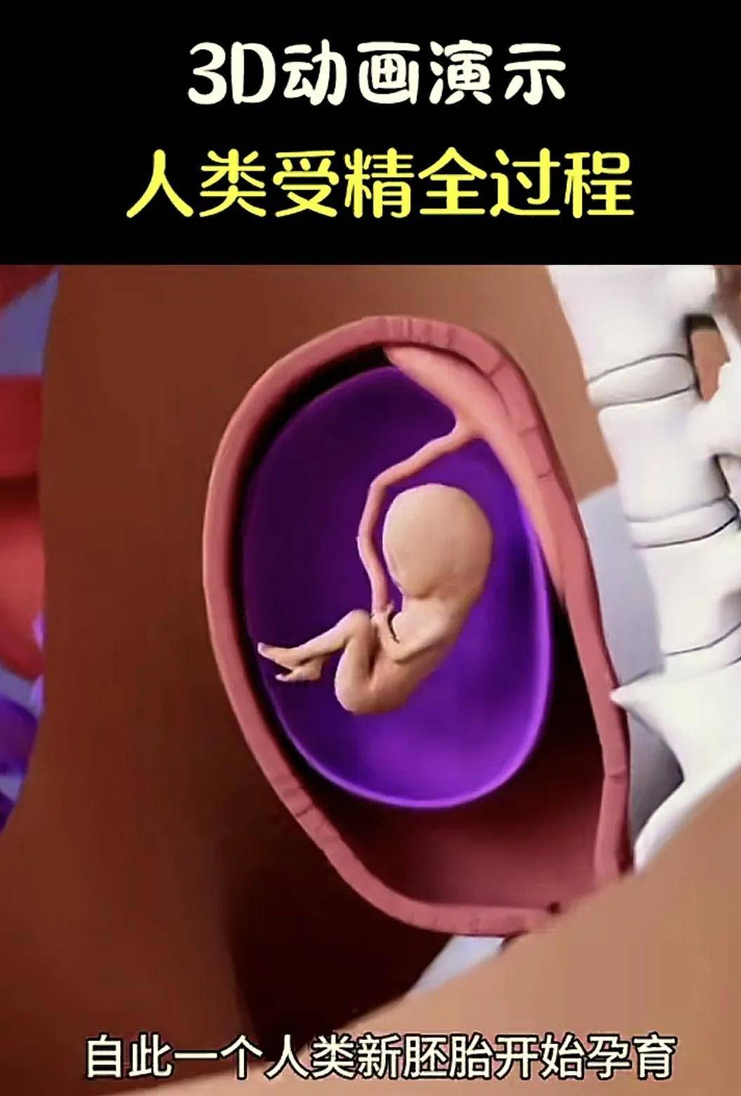 胎宝咋形成的?一组3d图揭秘受精到胚胎发育过程,生命真神奇