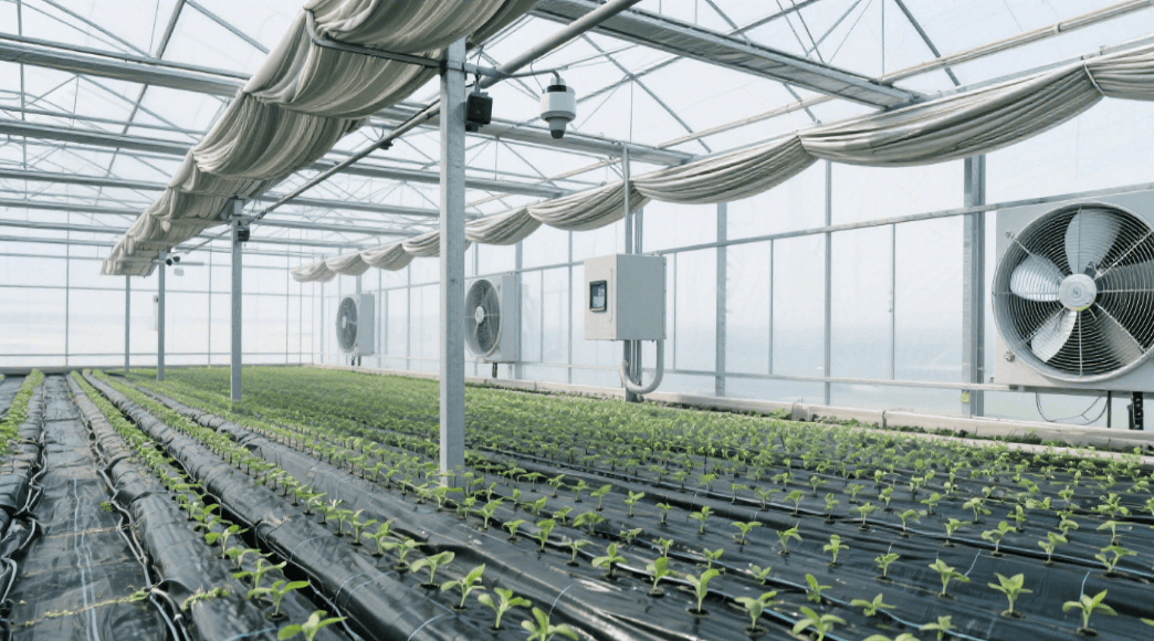 探索智慧农业:大棚一年三熟种植的成功案例