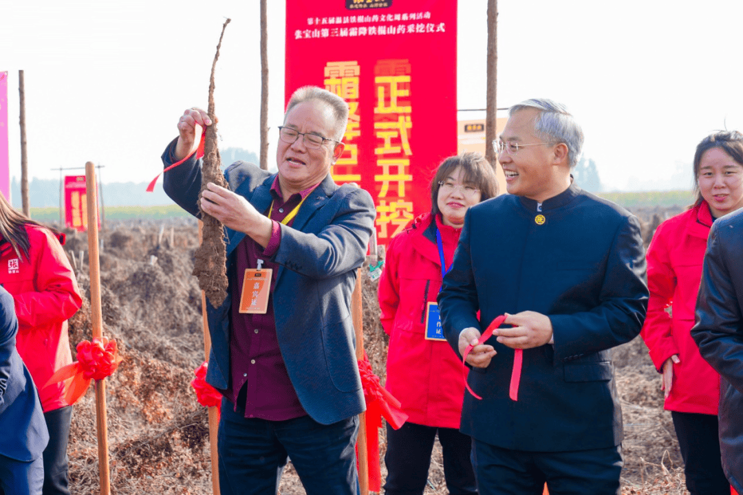 河南温县铁棍山药开挖了→