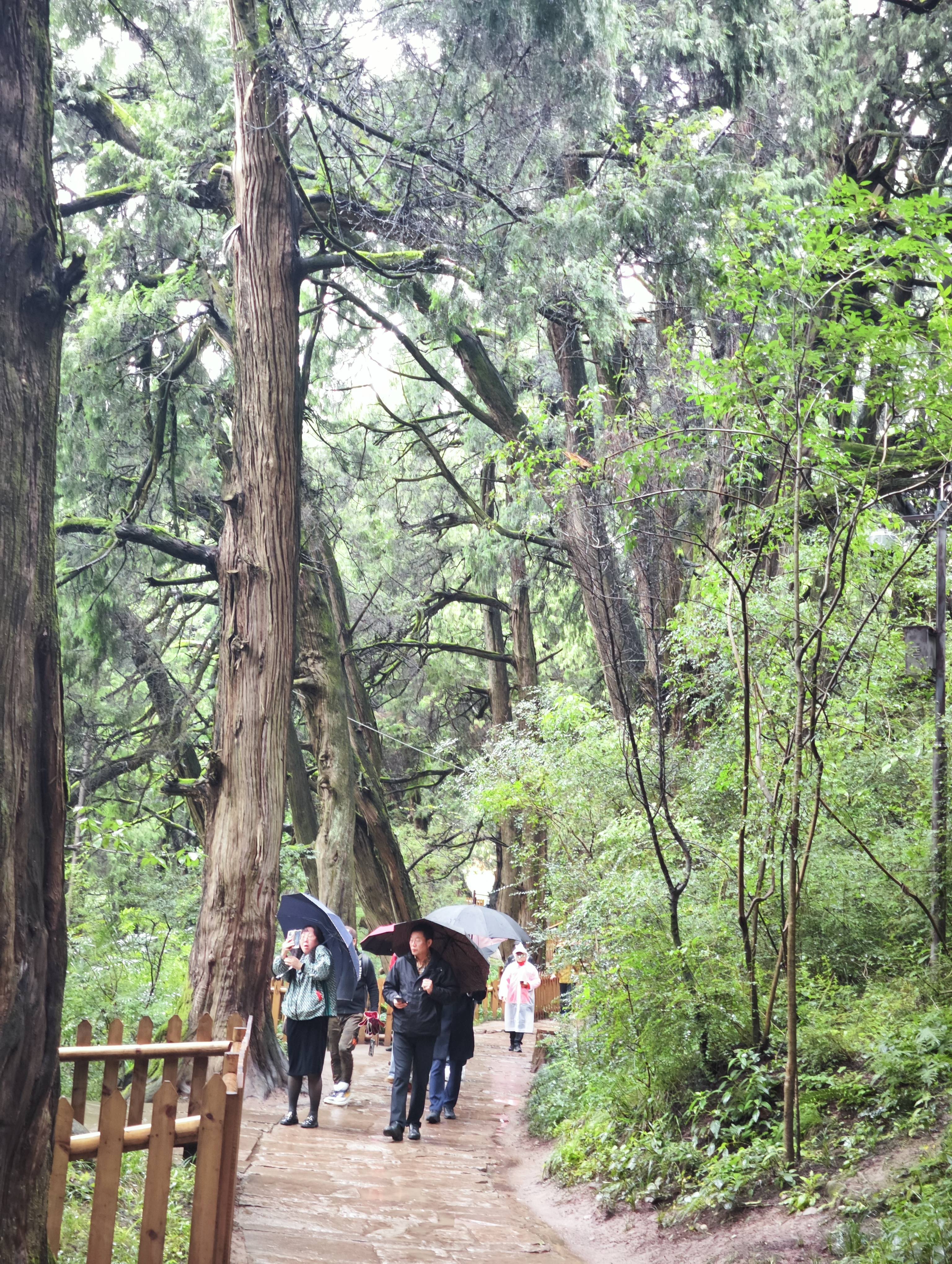 四川广元是天然的跑步剧场嘉陵江南河段南山森林公园天曌山步道