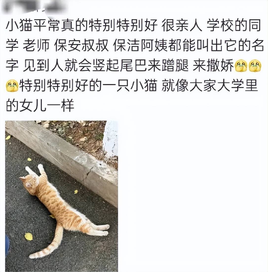 《红舞鞋》剧组道歉撞猫司机引咎辞职多位学生分享和猫咪合照