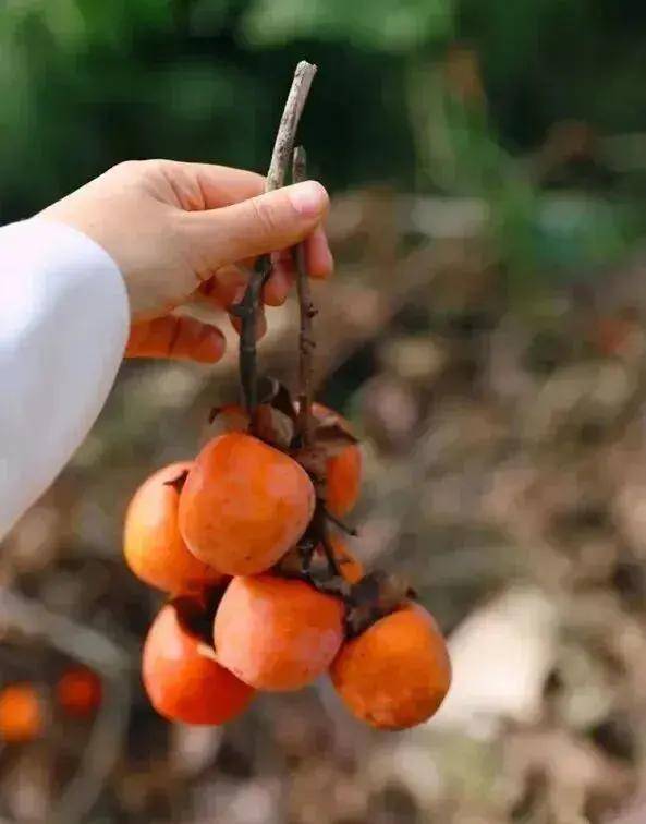 【广州三大秋色】11月15日丨上罗千亩柿子海+艾米稻香小镇+罗洞工匠小镇