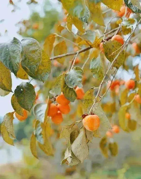 【广州三大秋色】11月15日丨上罗千亩柿子海+艾米稻香小镇+罗洞工匠小镇