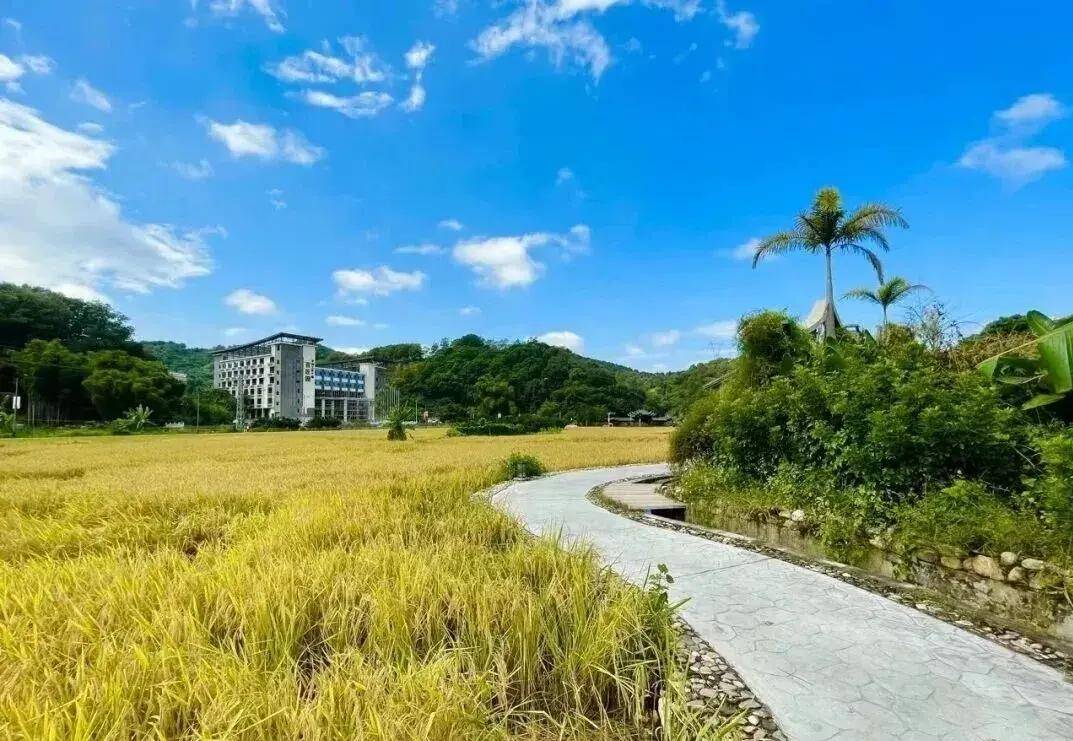 【广州三大秋色】11月15日丨上罗千亩柿子海+艾米稻香小镇+罗洞工匠小镇