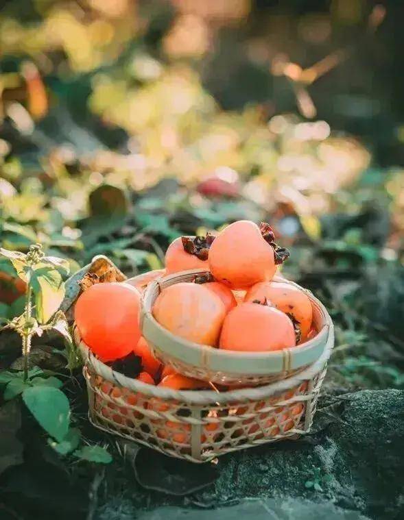 【广州三大秋色】11月15日丨上罗千亩柿子海+艾米稻香小镇+罗洞工匠小镇