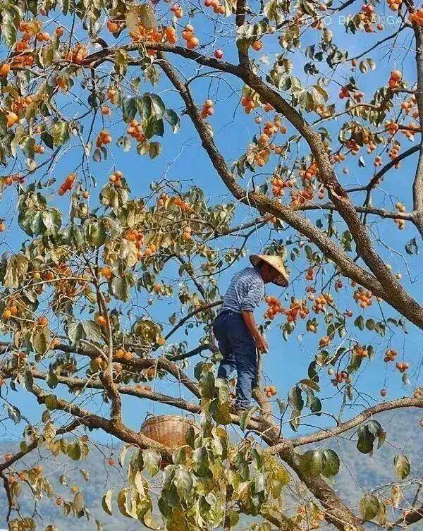 【广州三大秋色】11月15日丨上罗千亩柿子海+艾米稻香小镇+罗洞工匠小镇