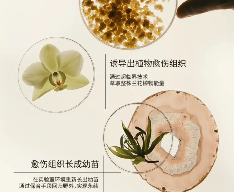 融资2亿国货LAN翻车:宣传"愈伤组织"备案却是普通提取物?(图2)