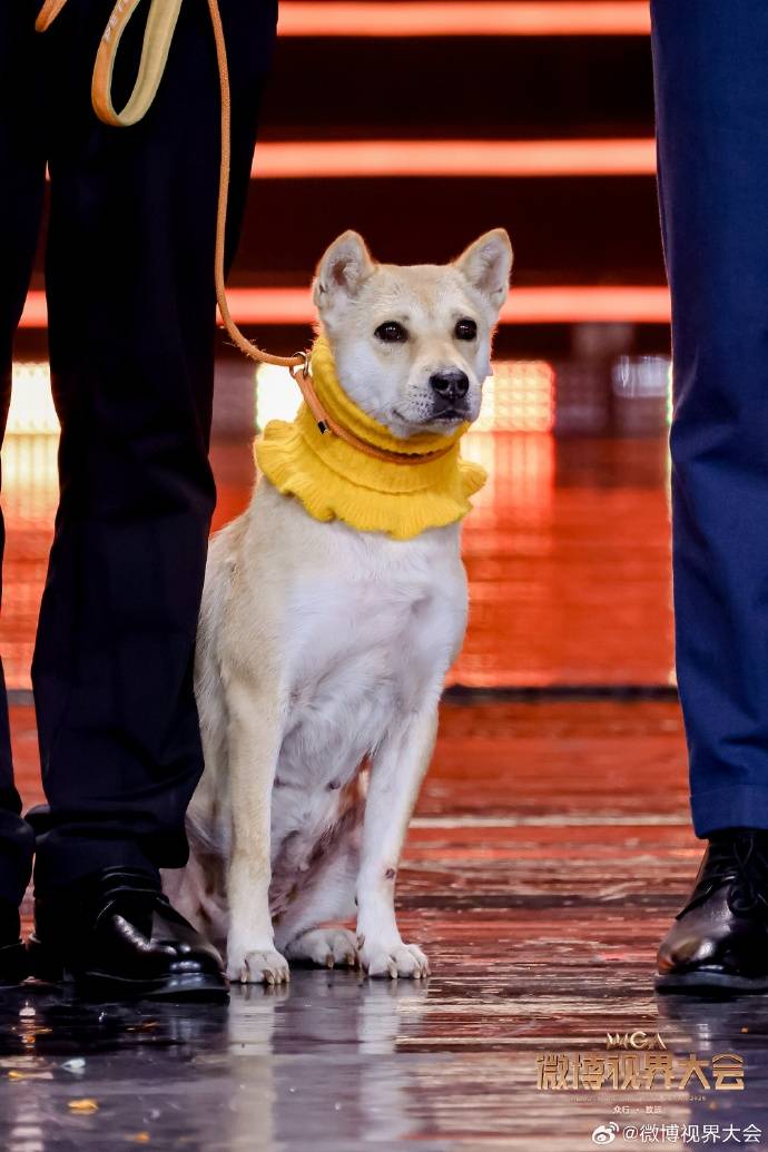 演员狗狗“大黄”上台领奖,主人称其是“专业演员” 插图2 演员狗狗“大黄”上台领奖,主人称其是“专业演员” 插图2