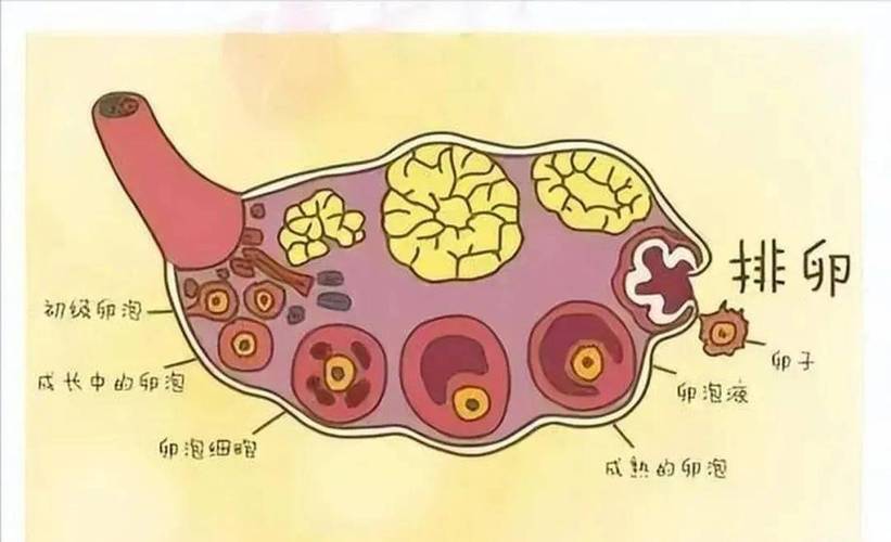为啥有些双胞胎一模一样,有些却不像？网友：还有同母异父双胞胎