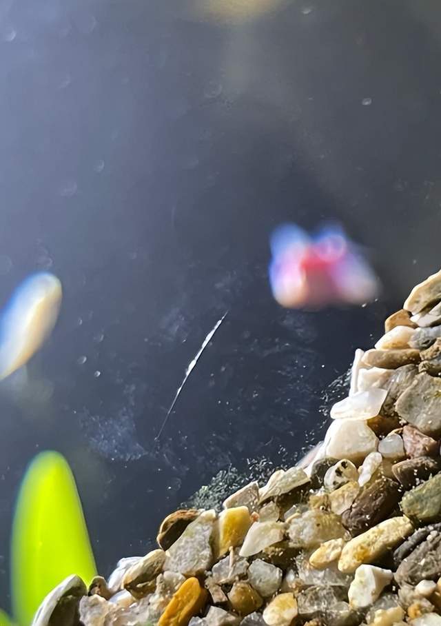 2025京东鱼缸热销数据发布:这10个家庭水族品牌口碑最好