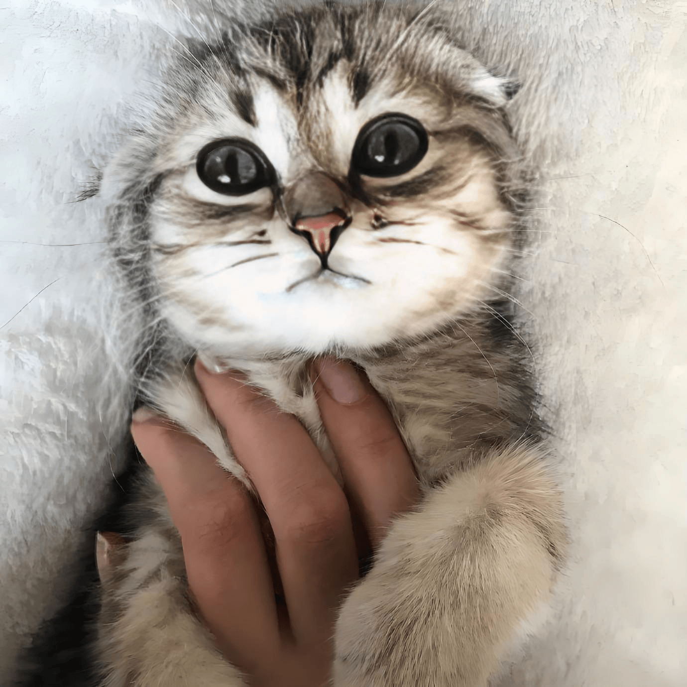 苏格兰折耳猫免疫力低吃什么猫粮?吃什么牌子的猫粮好?