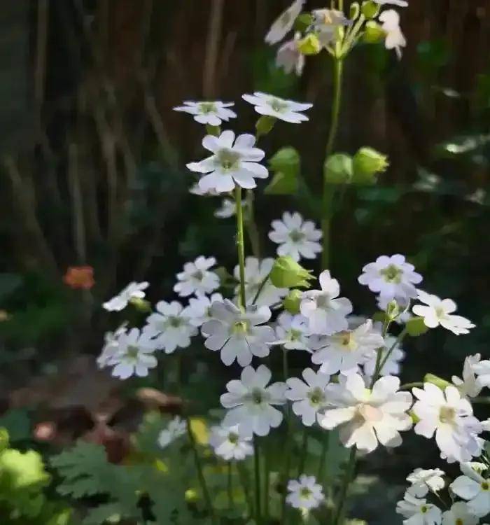 消失102年又现！陕西秦岭“钻石花”，果实像小铃铛，叶子像羽毛，中国植物志曾宣布野外灭绝