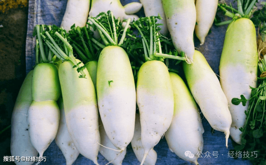 原创            “冬吃萝卜夏吃姜”，六九后还要多吃萝卜吗？可能很多人吃错了