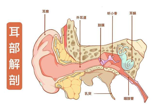 什么款式的蓝牙耳机跑步不容易掉?性价比高的运动蓝牙耳机推荐
