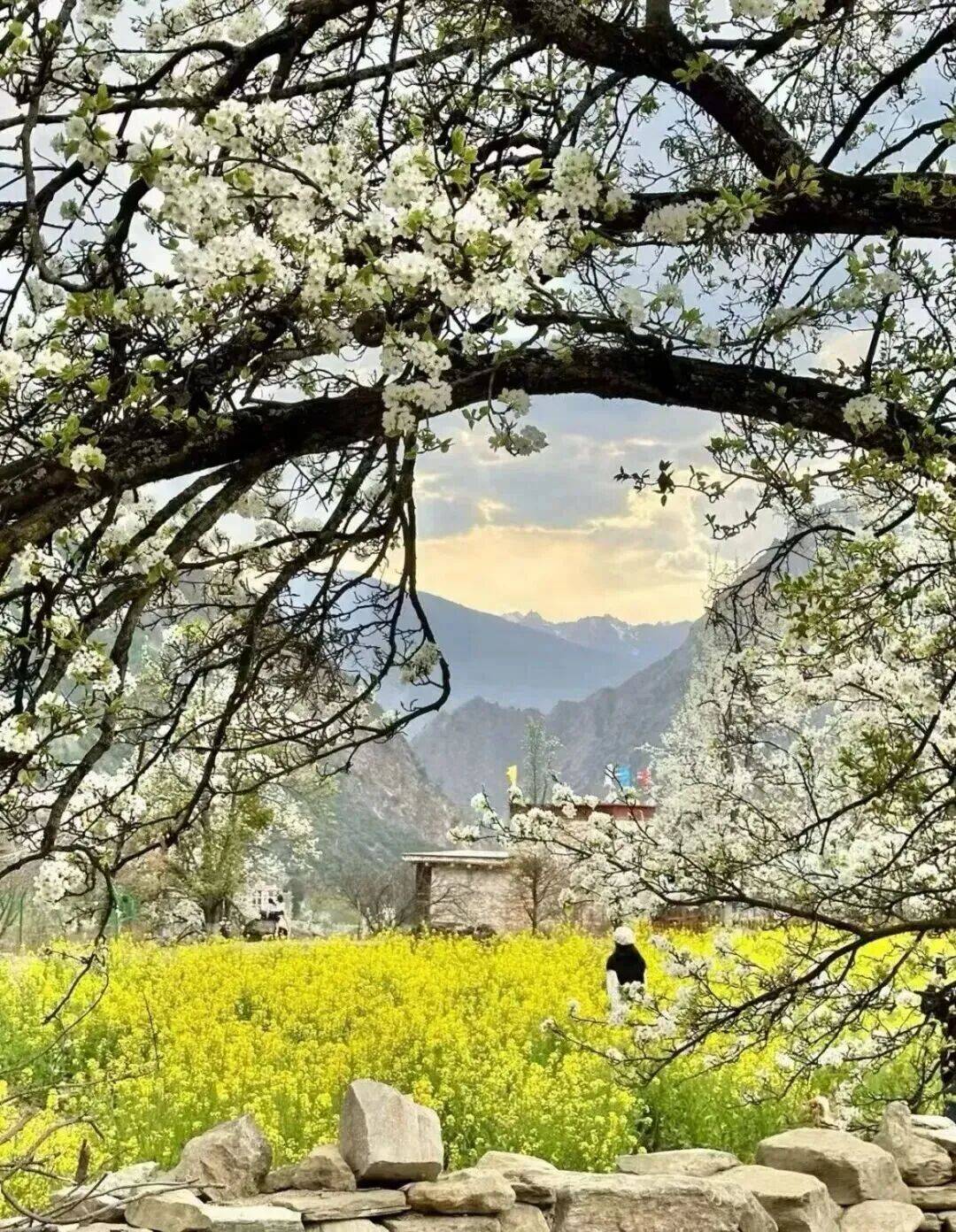 这份春日限定的美在巴底乡中路藏寨周边更显独特