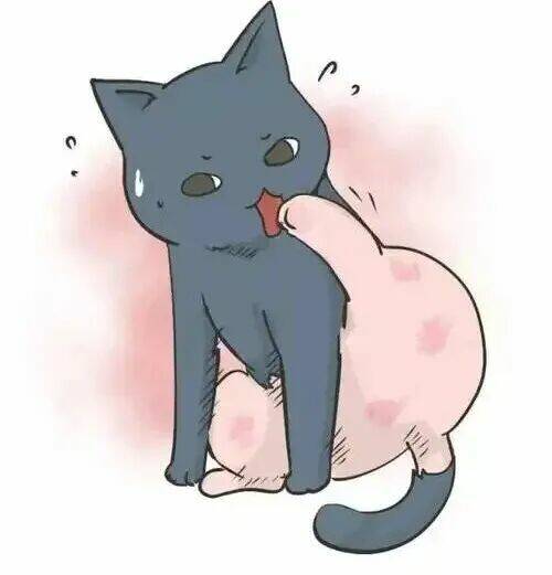 猫咪过度舔毛怎么办？深度解析异常原因与应对措施