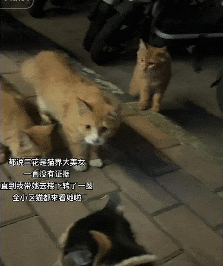 全网沦陷!三花猫靠“渣女脸”登顶猫界顶流,连狗路过都得递简历_网友_狗狗_猫咪