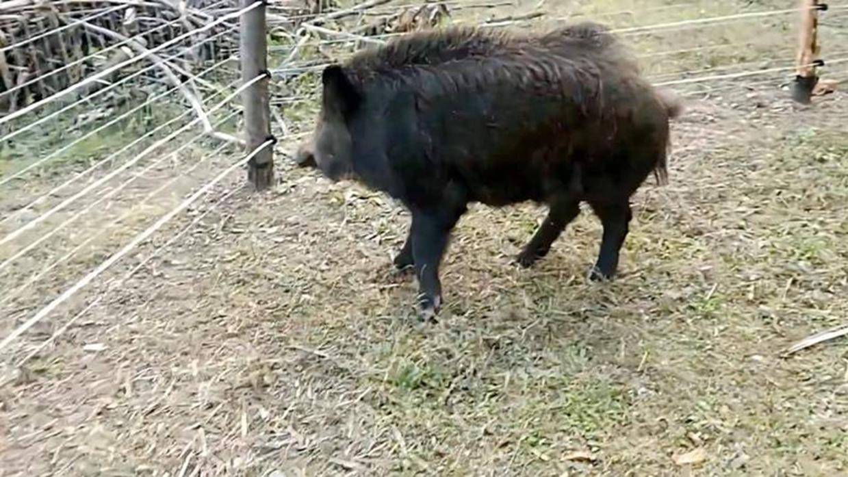 贪吃野猪落入电网陷阱，当场被电的疯狂逃窜，但却是无处可逃！