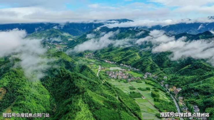 瓮安黄金芽属于什么茶