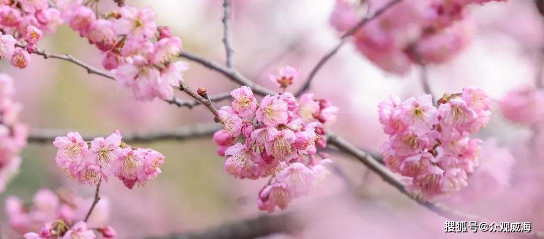 无锡鼋头渚樱花节
