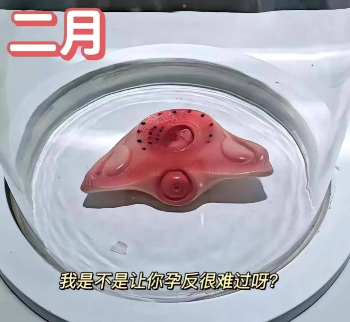 怀孕十月胎儿发育过程图,感叹生命如此神奇