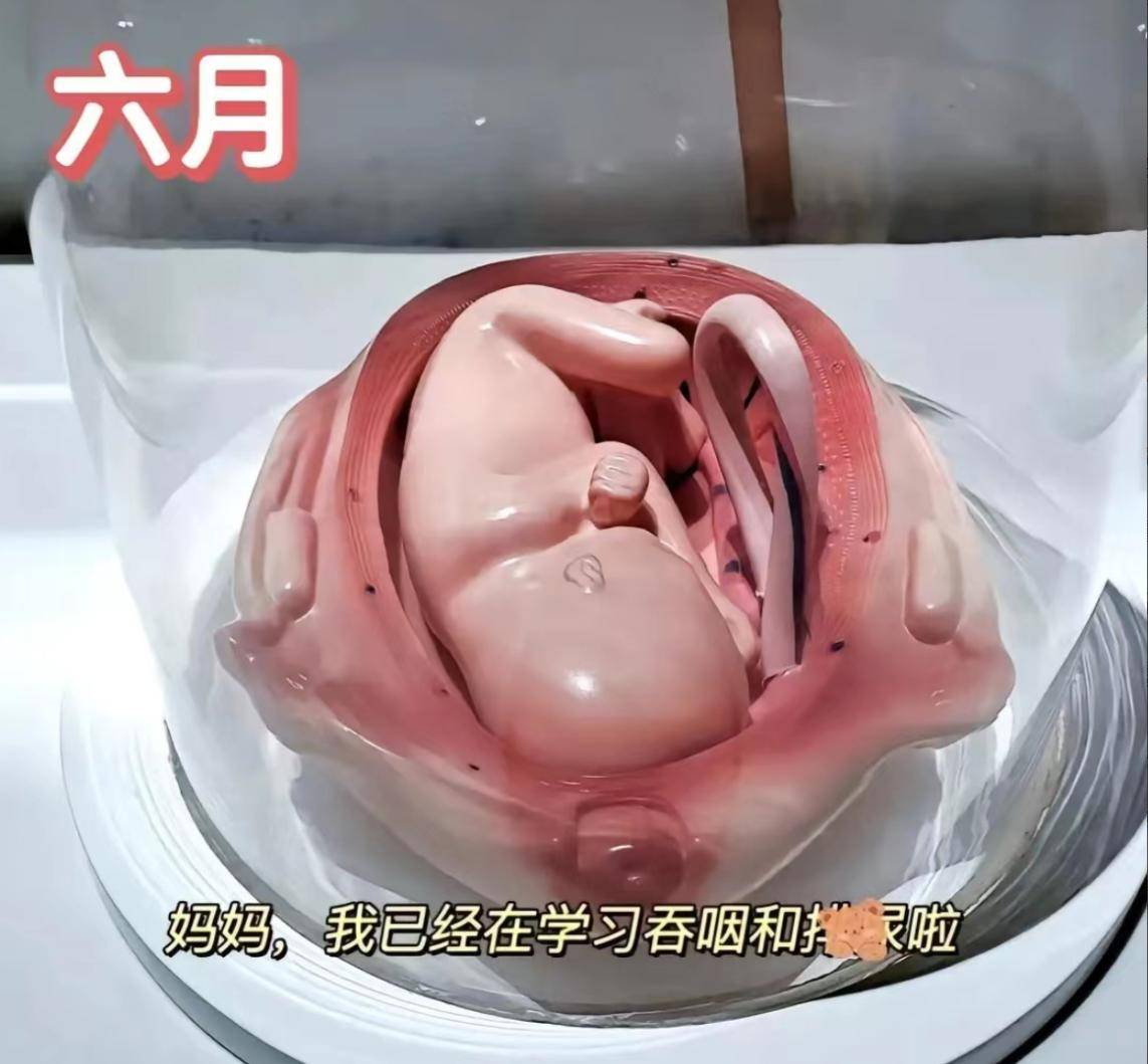 怀孕十月胎儿发育过程图,感叹生命如此神奇