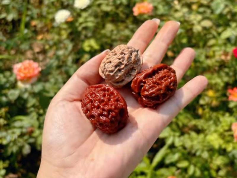 兼具把玩与收藏价值的文玩麻核桃有哪些沈阳鸡心麻核桃