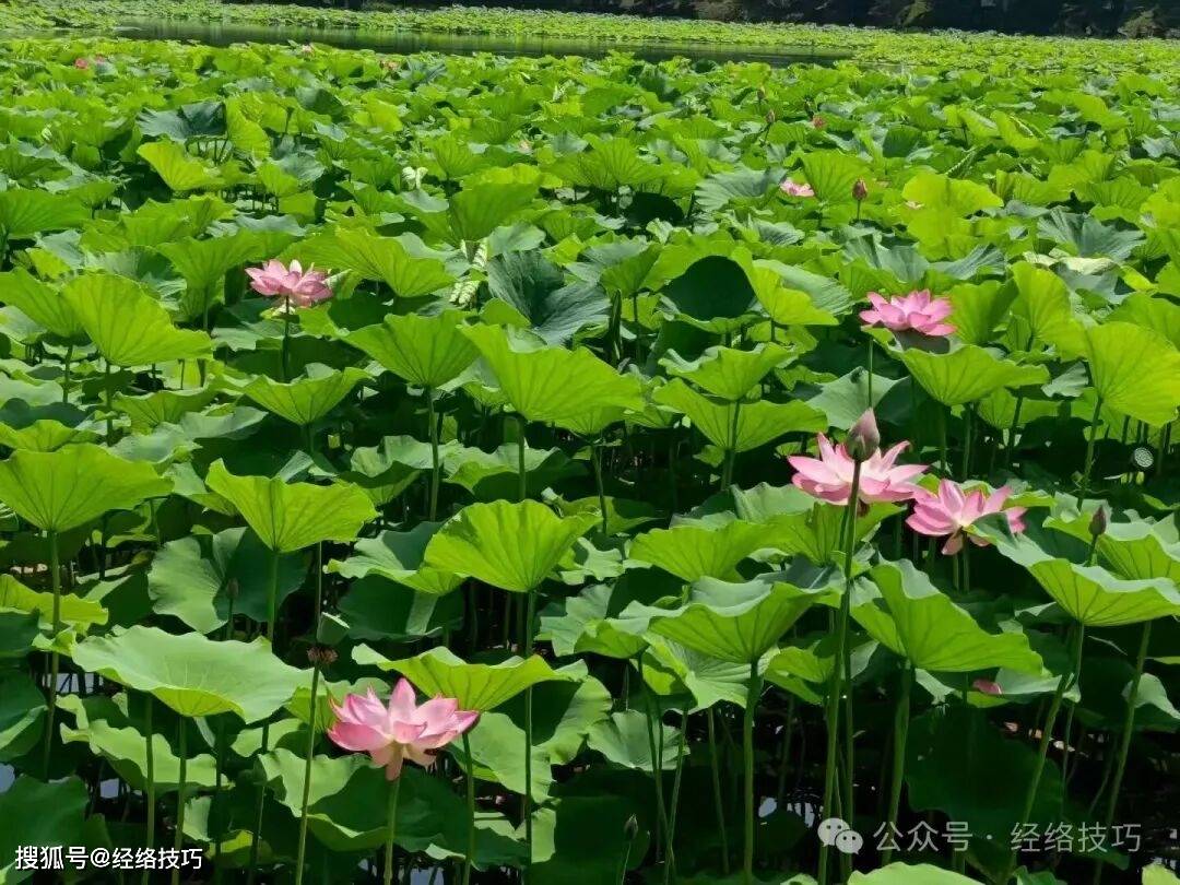 原创            俗话说“头伏要顾好肚”，伏天常吃点这3样，肚子不闹了，身上也不发沉