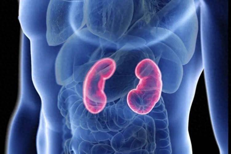 原创            没有腰痛、没有浮肿，就是肾脏健康？5个习惯悄悄拖垮年轻人