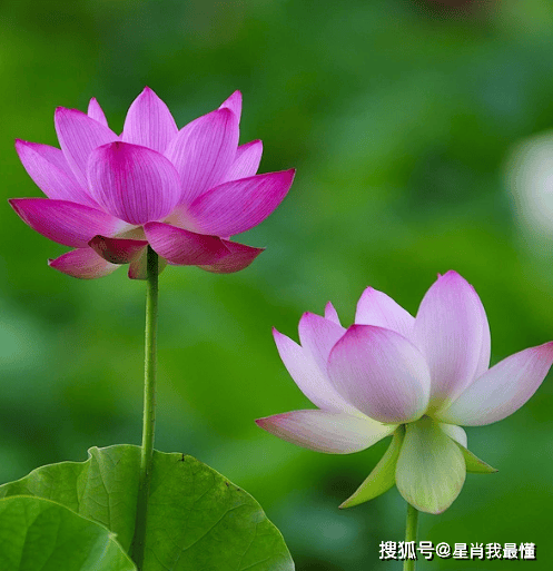 8月18日开始,福星高照,4属相财源广进,事业顺利,前程似锦_财富_投资方面_挑战