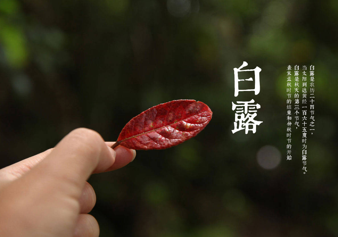 原创            “白露吃5宝，不往医院跑”，哪5宝？明日白露记得吃，营养解馋正当季，增强抵抗力，秋冬少受苦