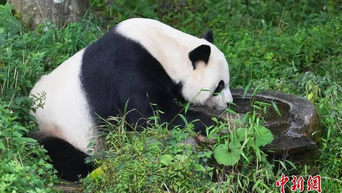 四川雅安：大熊猫卖萌憨态可掬