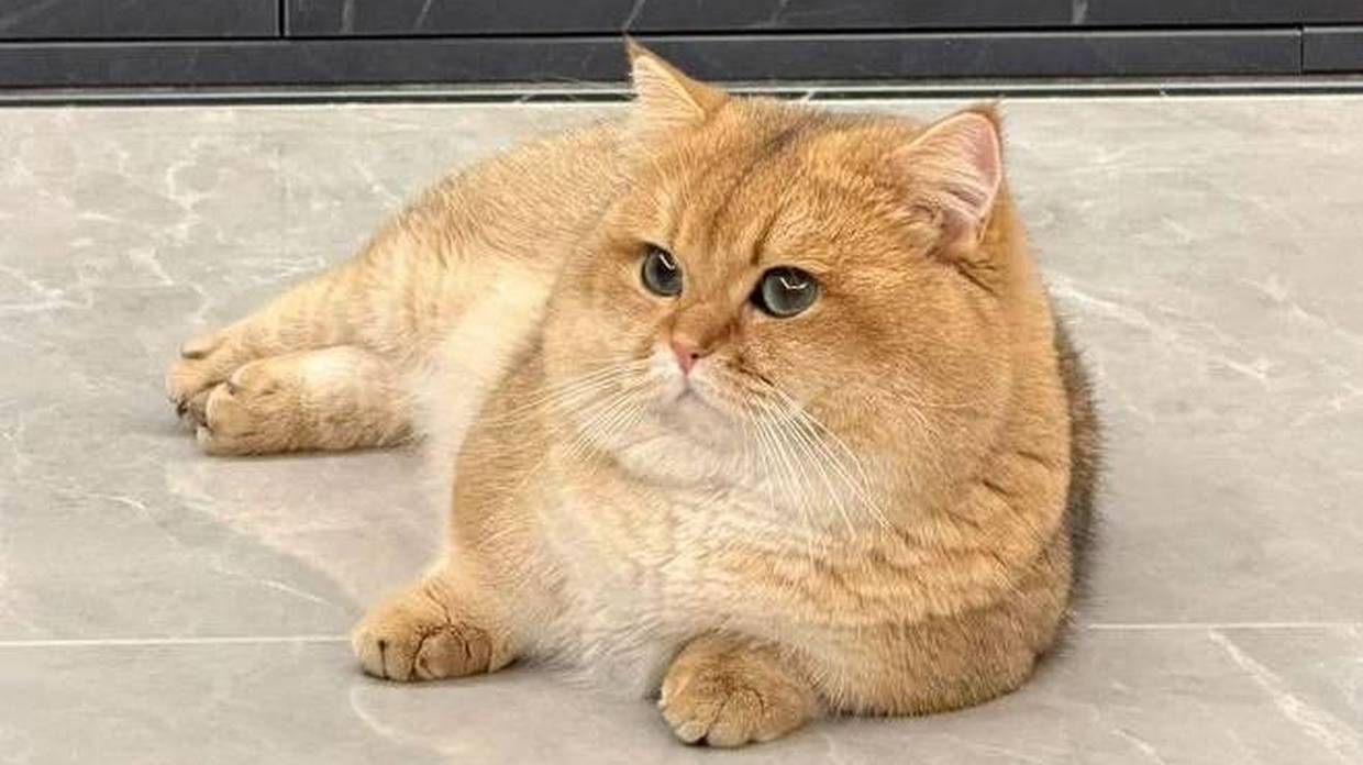 突击回娘家吃闭门羹，老妈派猫咪送钥匙，这“跑腿”怨气有点大！
