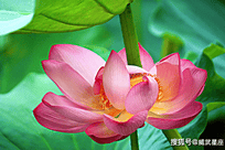 未来三个月，吉星庇佑，4属相财源广进，事业进步，日子红火