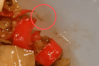 广东东莞一餐厅被曝菜品中吃出蠕动活蛆，食客当场剧烈呕吐，当地市监局已介入调查，尚未形成最终结论