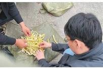 人民日报调查四川多县用硫磺熏笋出售：去年一县查获1900公斤仅罚500元