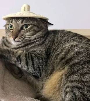 猫咪以为妈妈回来了，结果看见是爸爸，嫌弃的眼神装都不装了